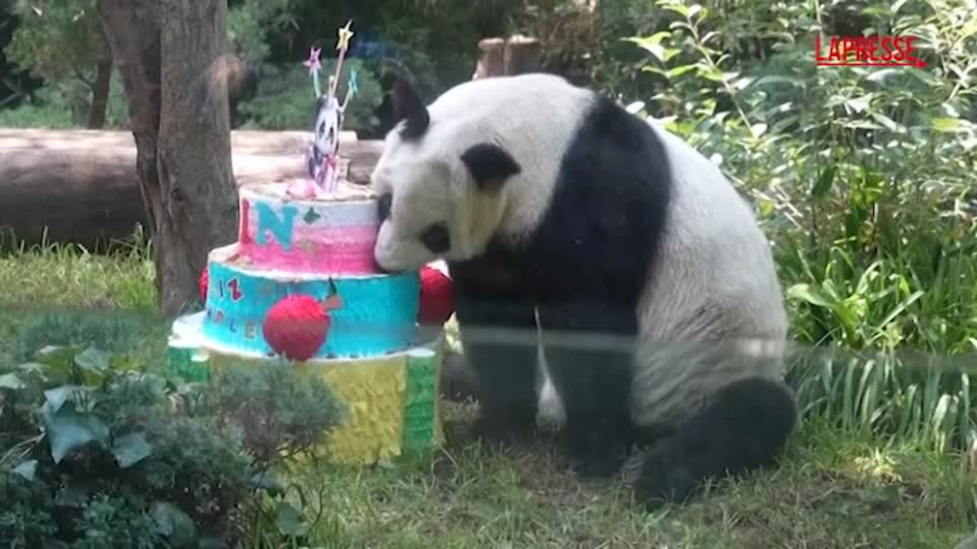 Messico, festa allo zoo per Xin Xin: quanti anni compie questo panda gigante