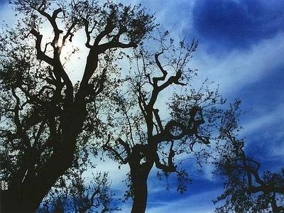 La tutela degli alberi monumentali è legge, censimento entro un anno
