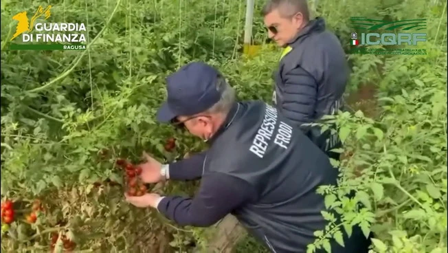 Semi di pomodoro contraffatti, maxi sequestro e denunce nel Ragusano