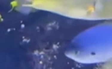 "Il pesce Trump": l'avvistamento sul fondale dell'oceano