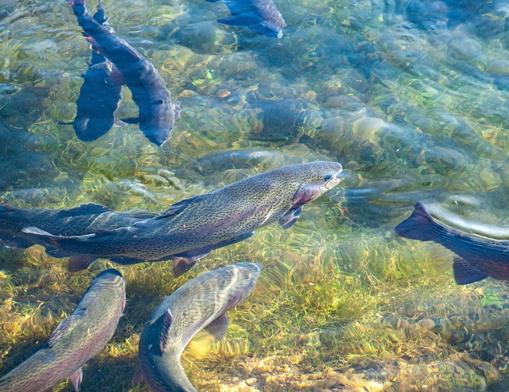 Pesce d'allevamento, cambia tutto con gli oli essenziali
