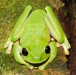 Scoperte 40 nuove specie