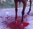 Palio di sangue a Enna