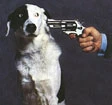 Caccia, ogni anno 5000 cani