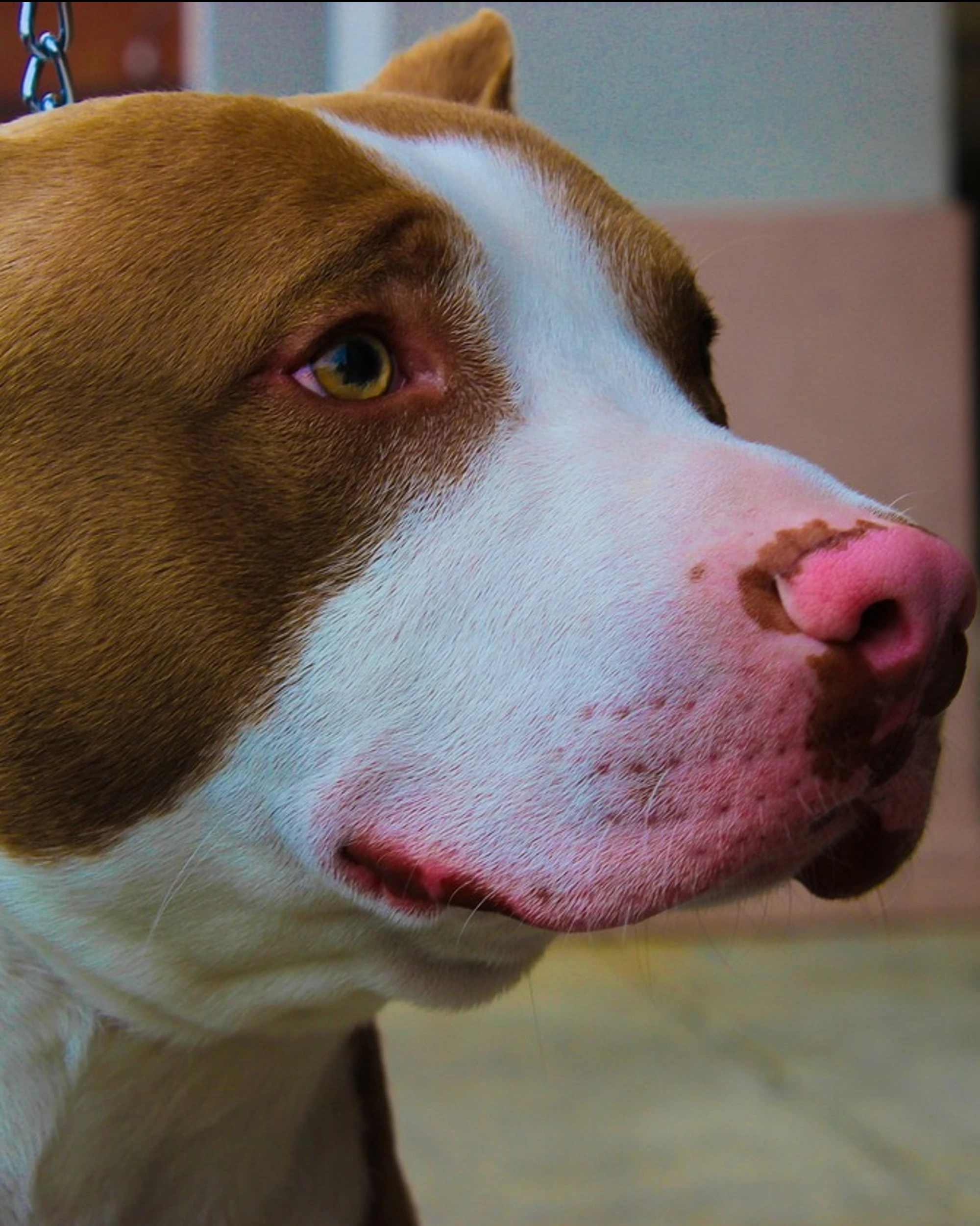 Nonna e bimba sbranate dal pitbull: orrore ad Agliana