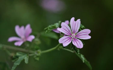 Tisana alla malva? Tre proprietà benefiche eccezionali