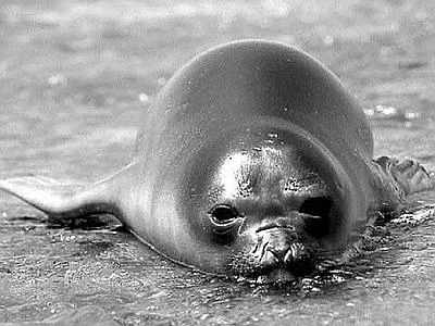 La foca monaca torna nei mari italiani, è tra le specie più protette al mondo