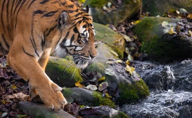 Inghilterra, va allo zoo e viene sbranato da una tigre: "Non fate vedere il video"