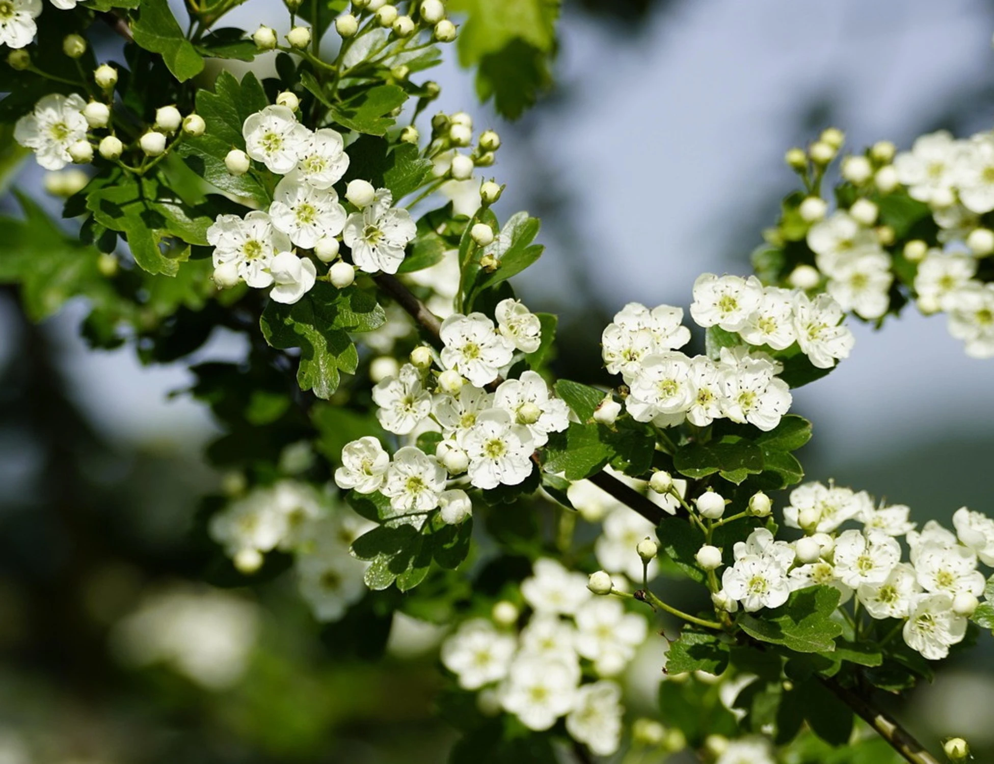 Biancospino, la pianta che fa bene al cuore: ecco come