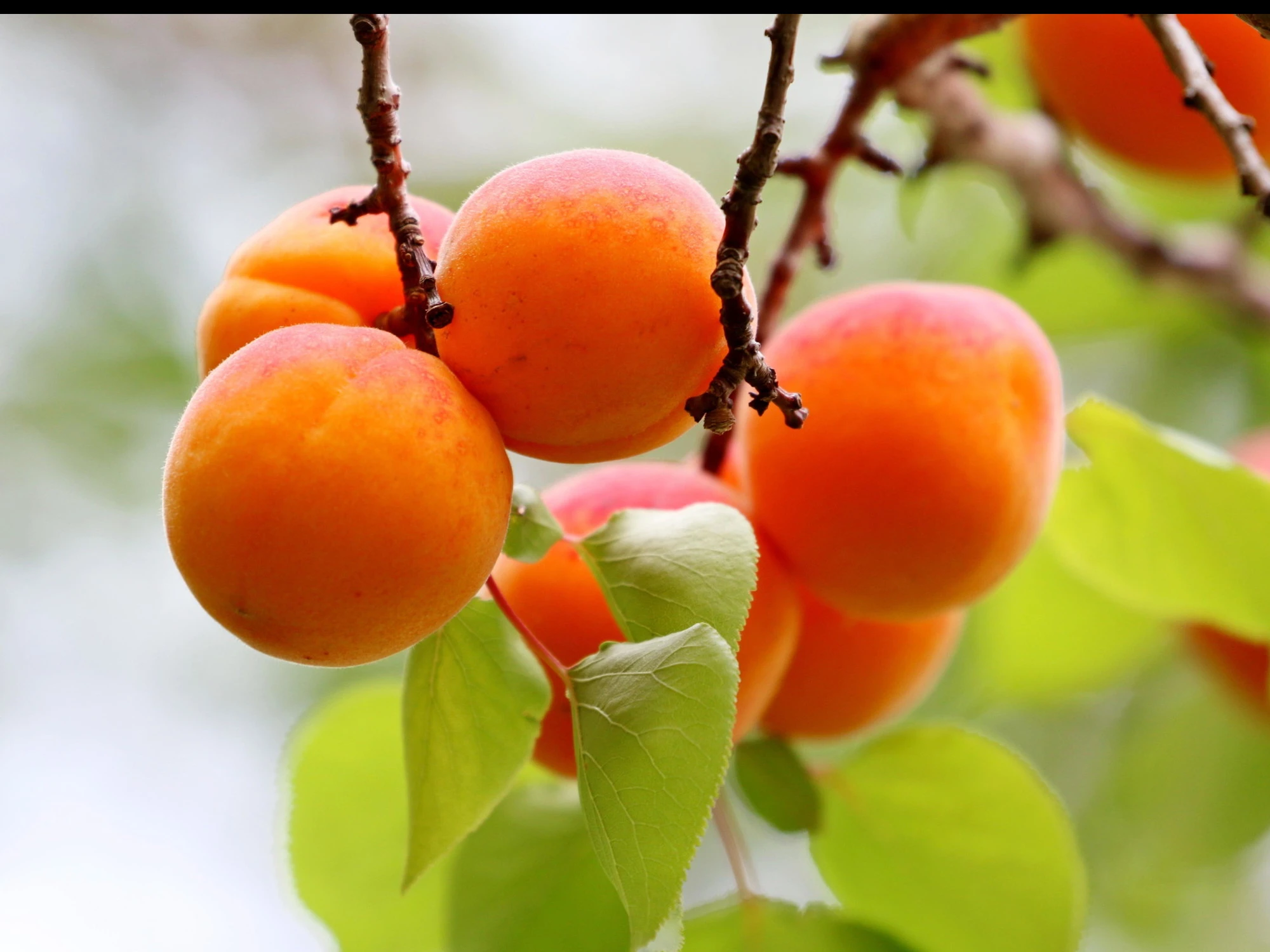 Albicocche, il frutto alleato contro stanchezza, affaticamento e digestione