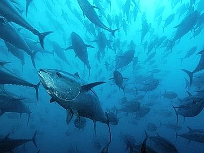 Garantire la conservazione dello stock di tonno rosso in Atlantico e Mediterraneo