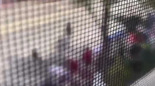Chicago, sparatoria alla parata del 4 luglio: il video della strage