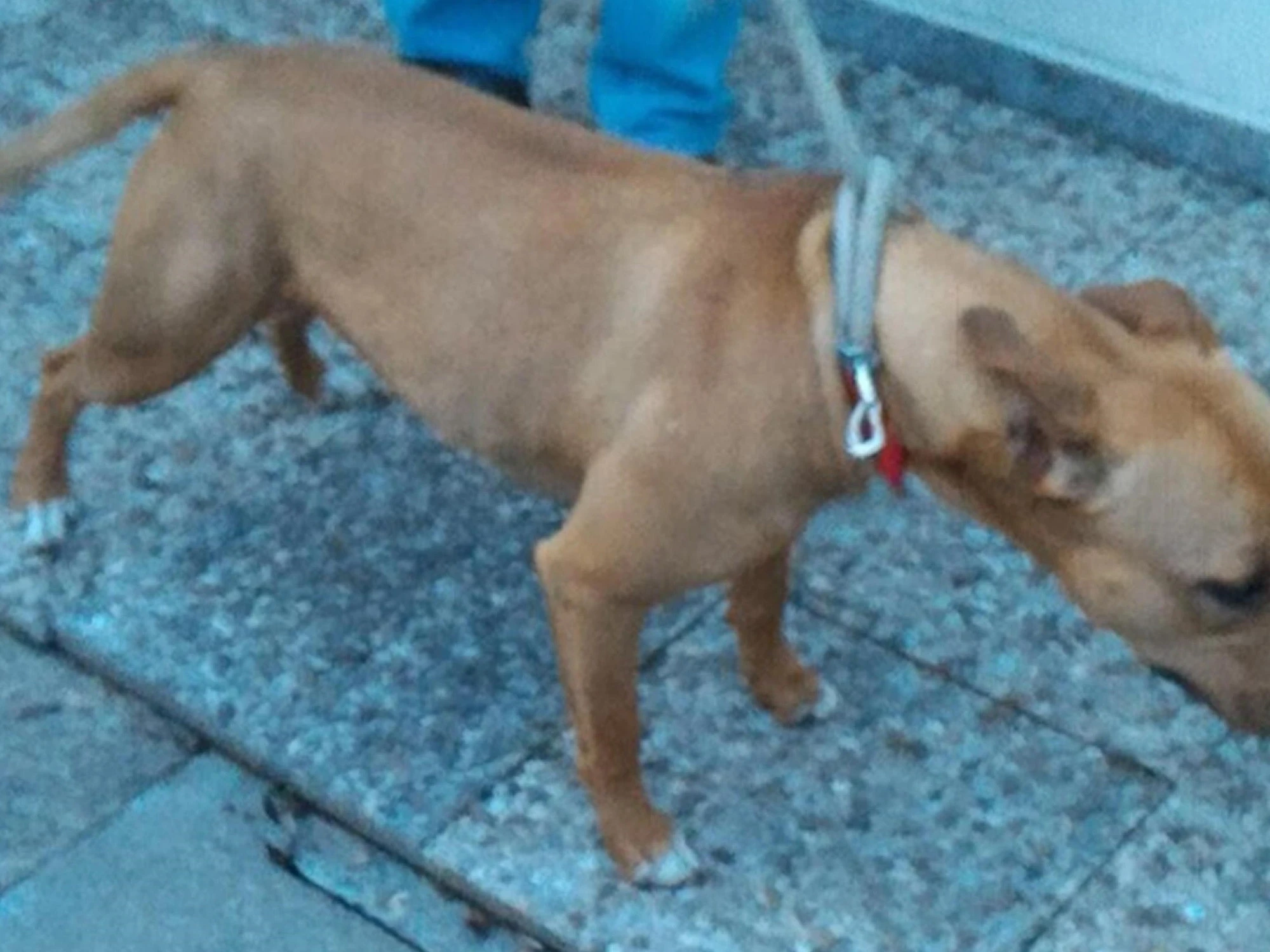 Acerra, uccisa a 9 mesi dal pitbull: i dettagli-choc dell'autopsia
