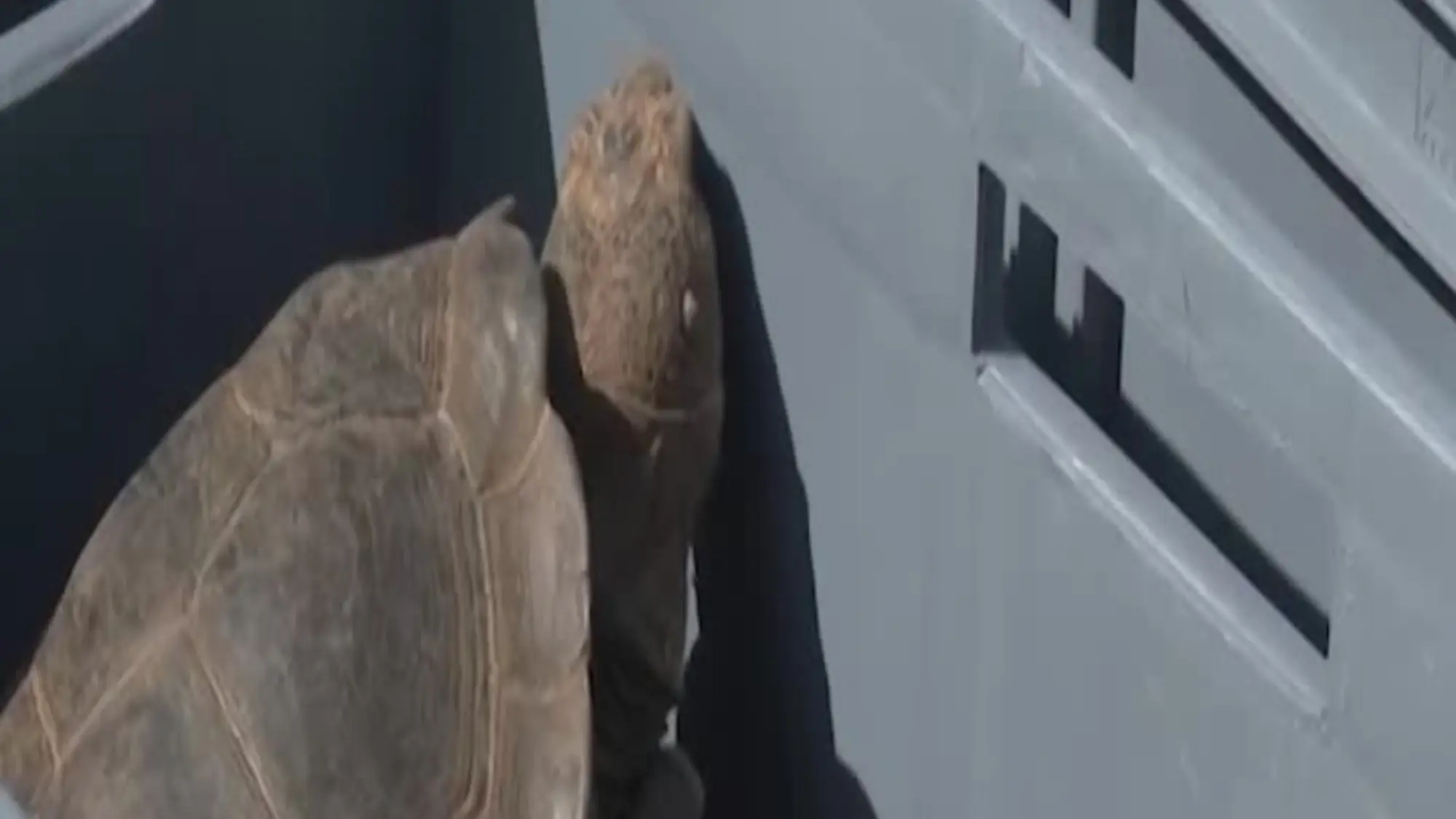 Galapagos, la liberazione di 158 tartarughe sull'isola Floreana