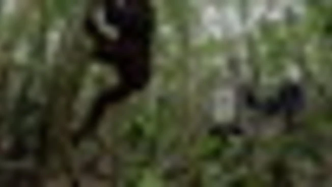Indonesia, rilasciati nella foresta otto onanghi salvati dagli incendi