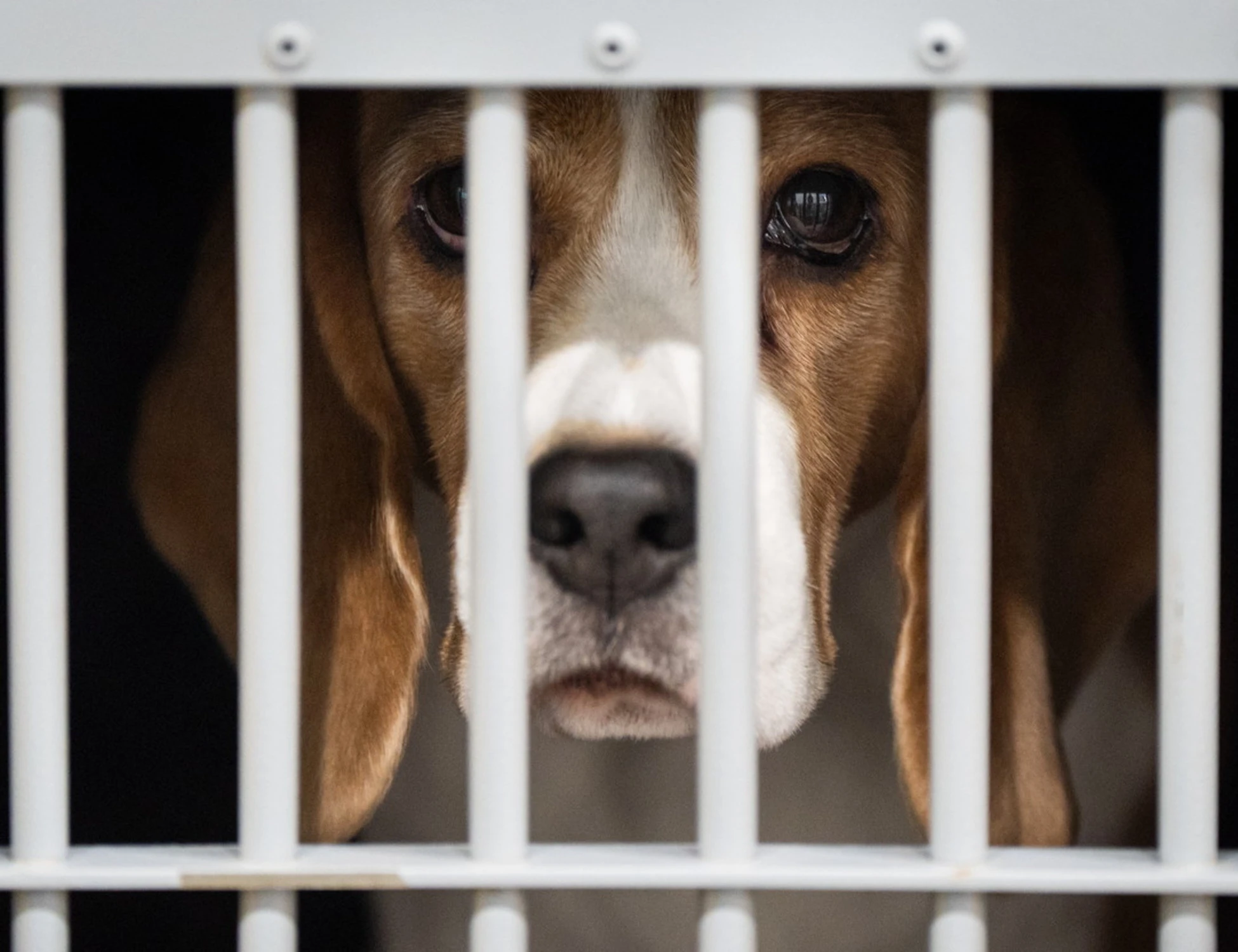 Basta Beagle in laboratorio: la sentenza cambia tutto