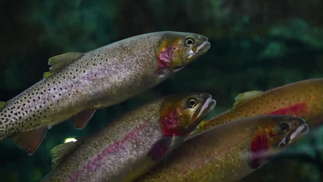 Life Streams, al via il recupero della trota mediterranea