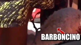 Lampedusa, immigrato sbarca col barboncino. Salvini: "Italia umiliata, siamo una barzelletta"