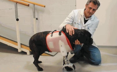 Juga torna a camminare: la zampa stampata in 3d