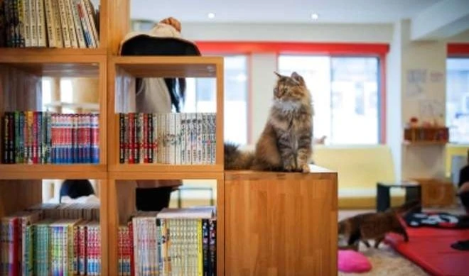 Apre MiaGola, il caffè dei gatti a Torino