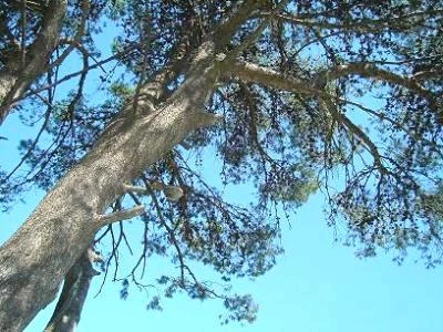 Il liquidambar, l'ontano e il bagolaro tra gli alberi resistenti agli stress urbani