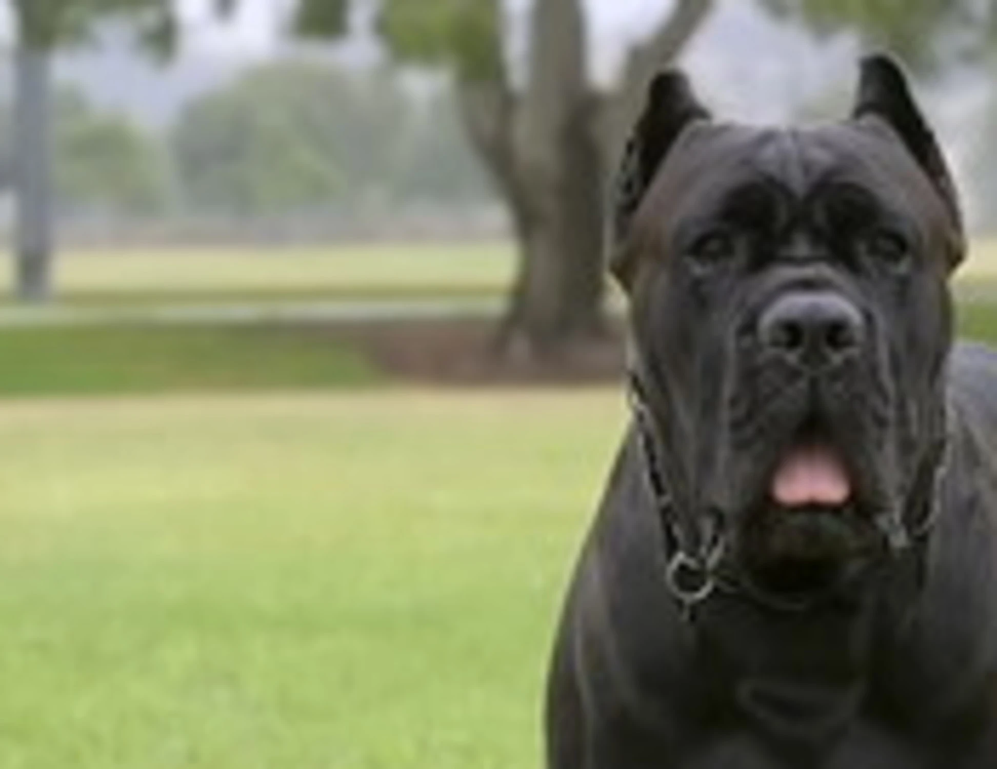 Terracina, cane corso impazzisce: sbrana il padrone, scene atroci