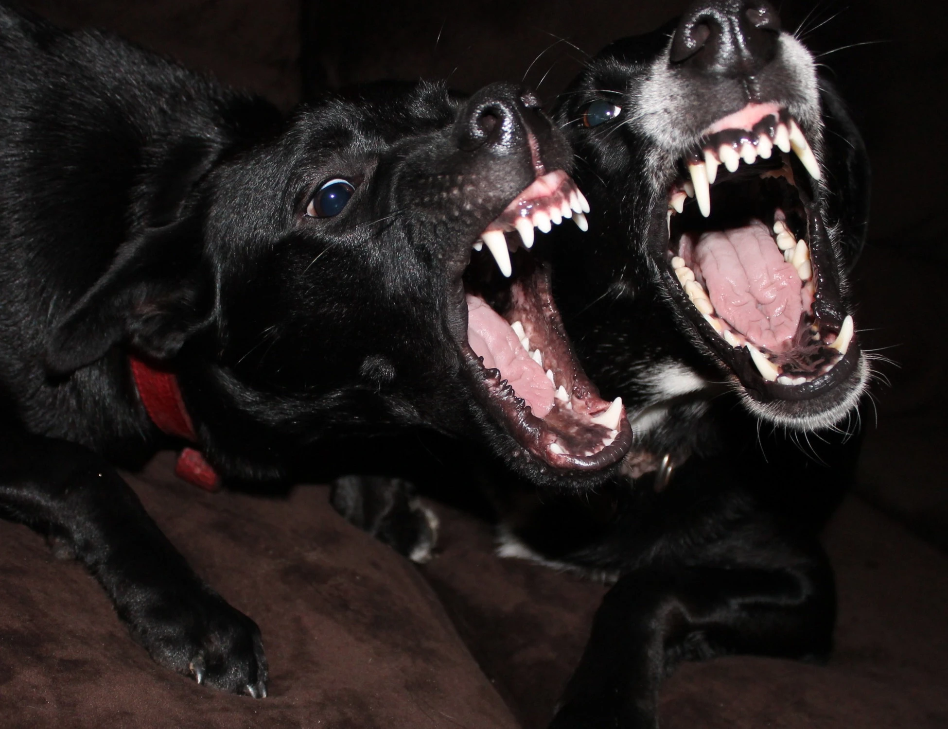 Focene, sbranato da 2 pitbull fuori controllo: il dramma di Dodo