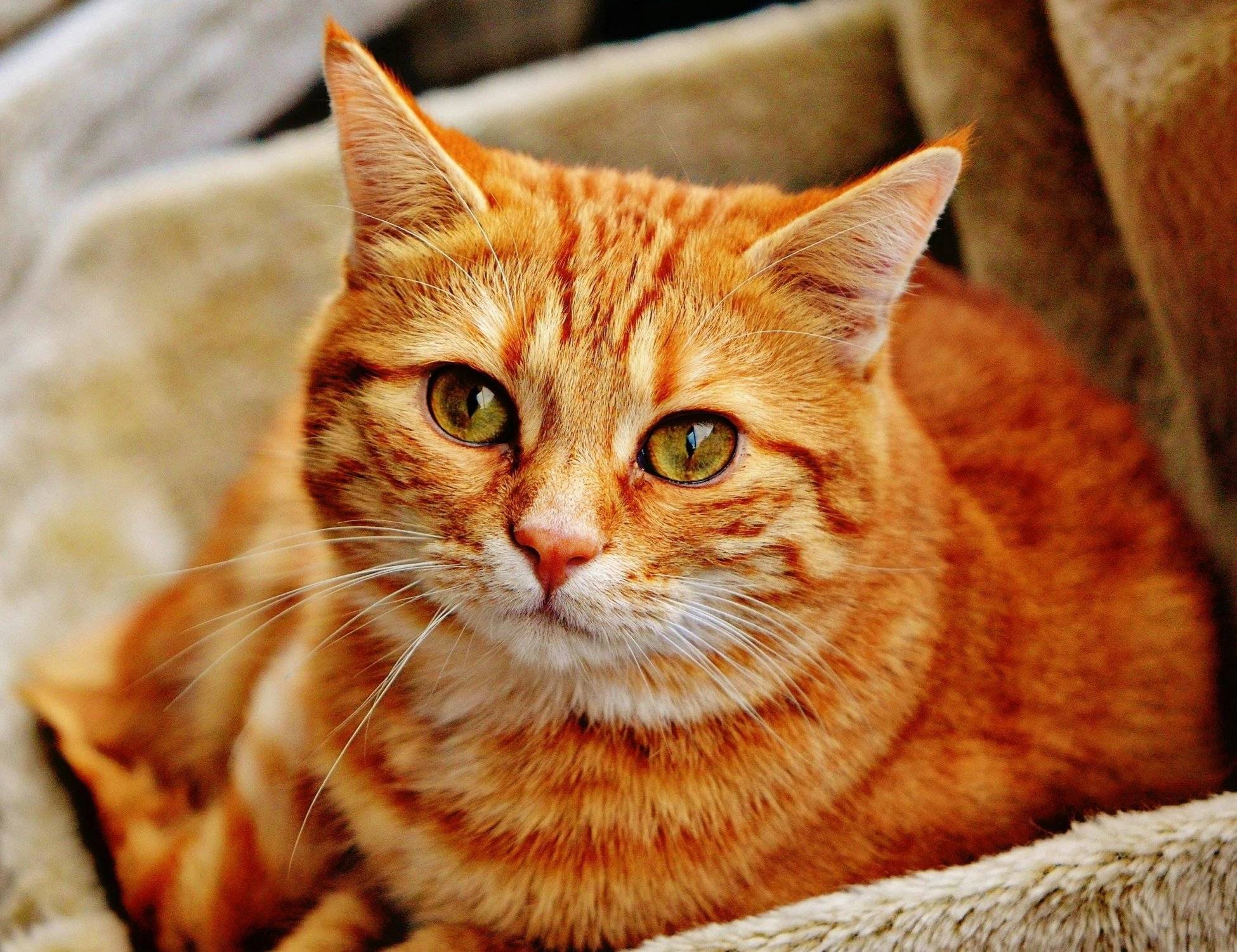 Colleferro, ammazza a calci il gatto idolo dei pendolari: arrestato nigeriano