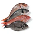 L'olio di pesce