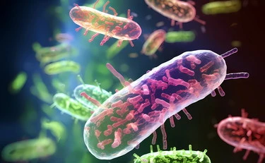 Escherichia coli, quando e come diventa un rischio per la salute