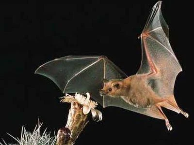 Pipistrelli e deforestazione aumentano il dinamismo del virus Ebola