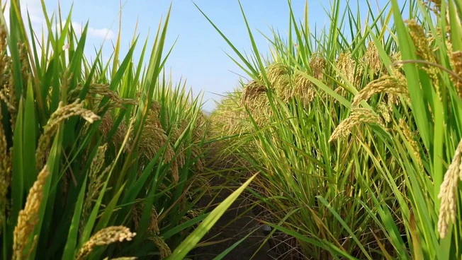 Agroalimentare, dall'Ue primo sì alla stretta sulle pratiche sleali
