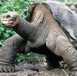 Galapagos, tartaruga gigante