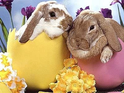 A Pasqua due famiglie su dieci rinunceranno a mangiare agnelli e capretti