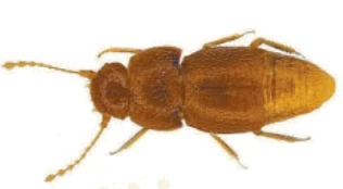 Greta Thunberg, l'omaggio dello scienziato: "Ecco il Nelloptodes gretae, una nuova specie di scarafaggio"