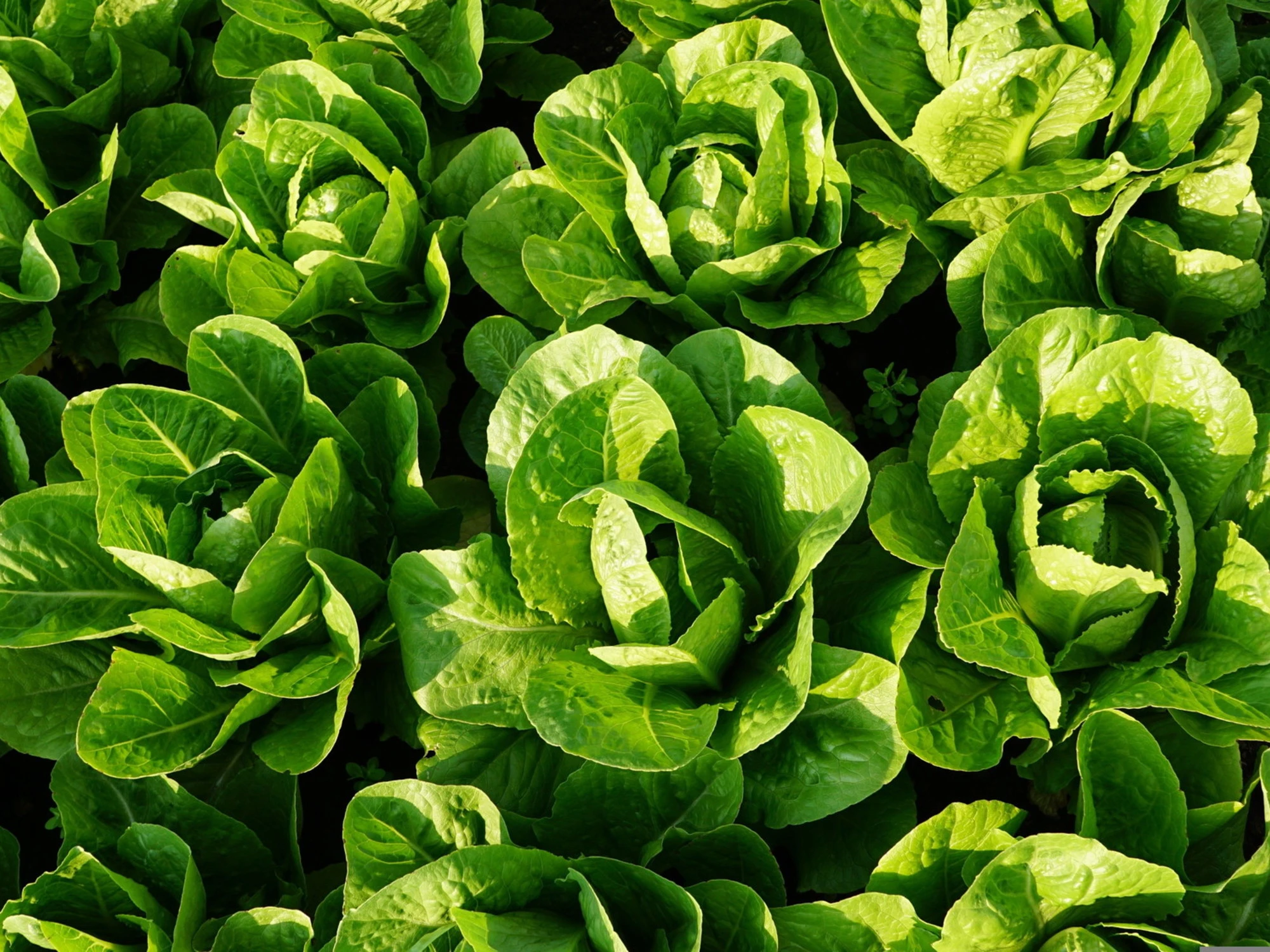 Insalata, non sono tutte uguali: come sceglierla, l'errore che abbiamo sempre commesso