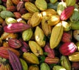 Il cacao dei miracoli