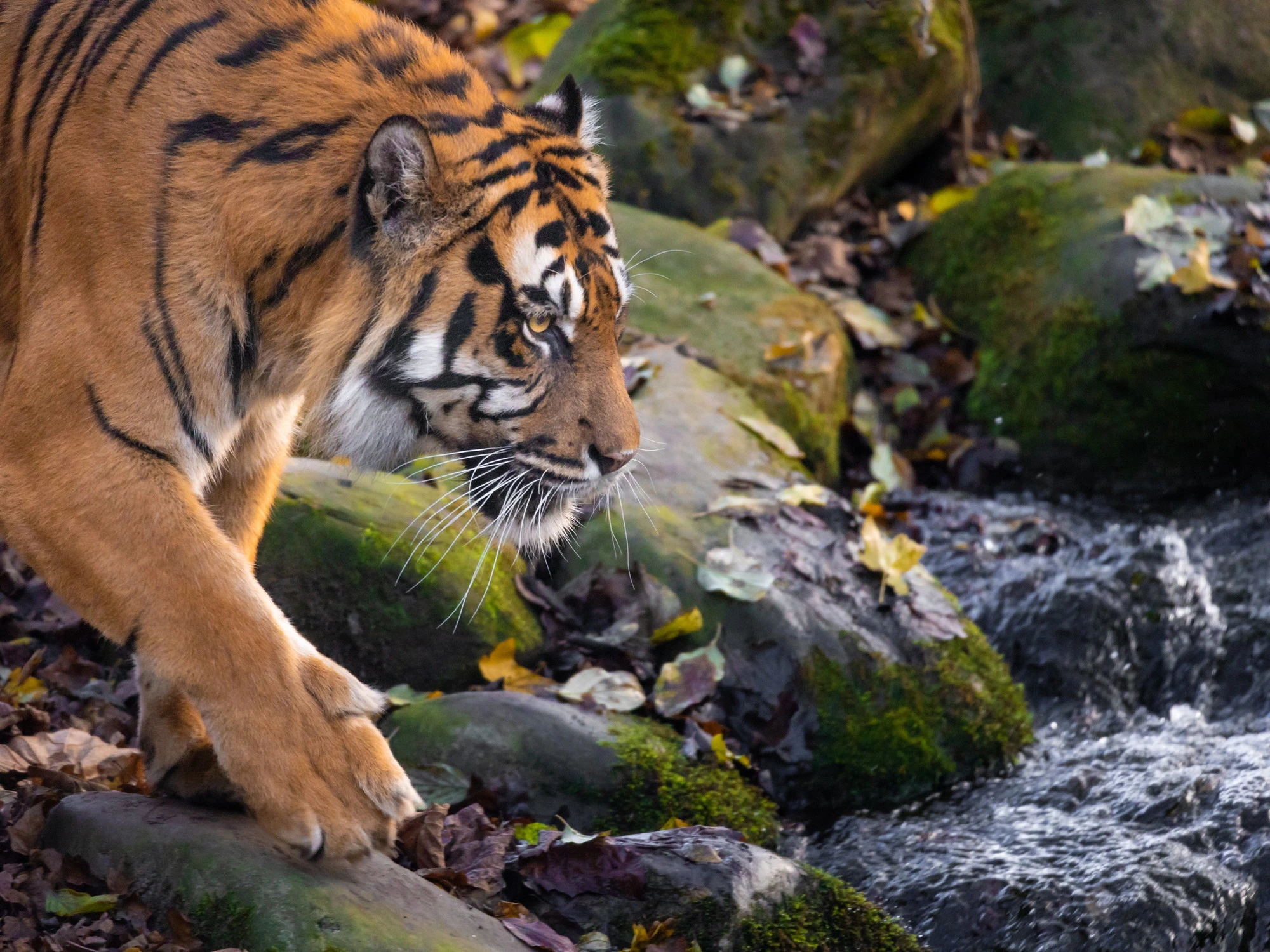 Inghilterra, va allo zoo e viene sbranato da una tigre: "Non fate vedere il video"