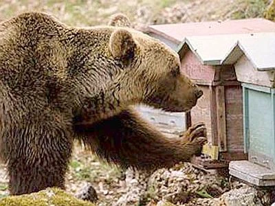 Golosi e affamati, gli 'orsi confidenti' si avvicinano sempre più alle città