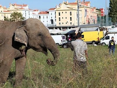 Roma, elefante scappa dal circo e va a spasso per il mercato di Tor di Nona