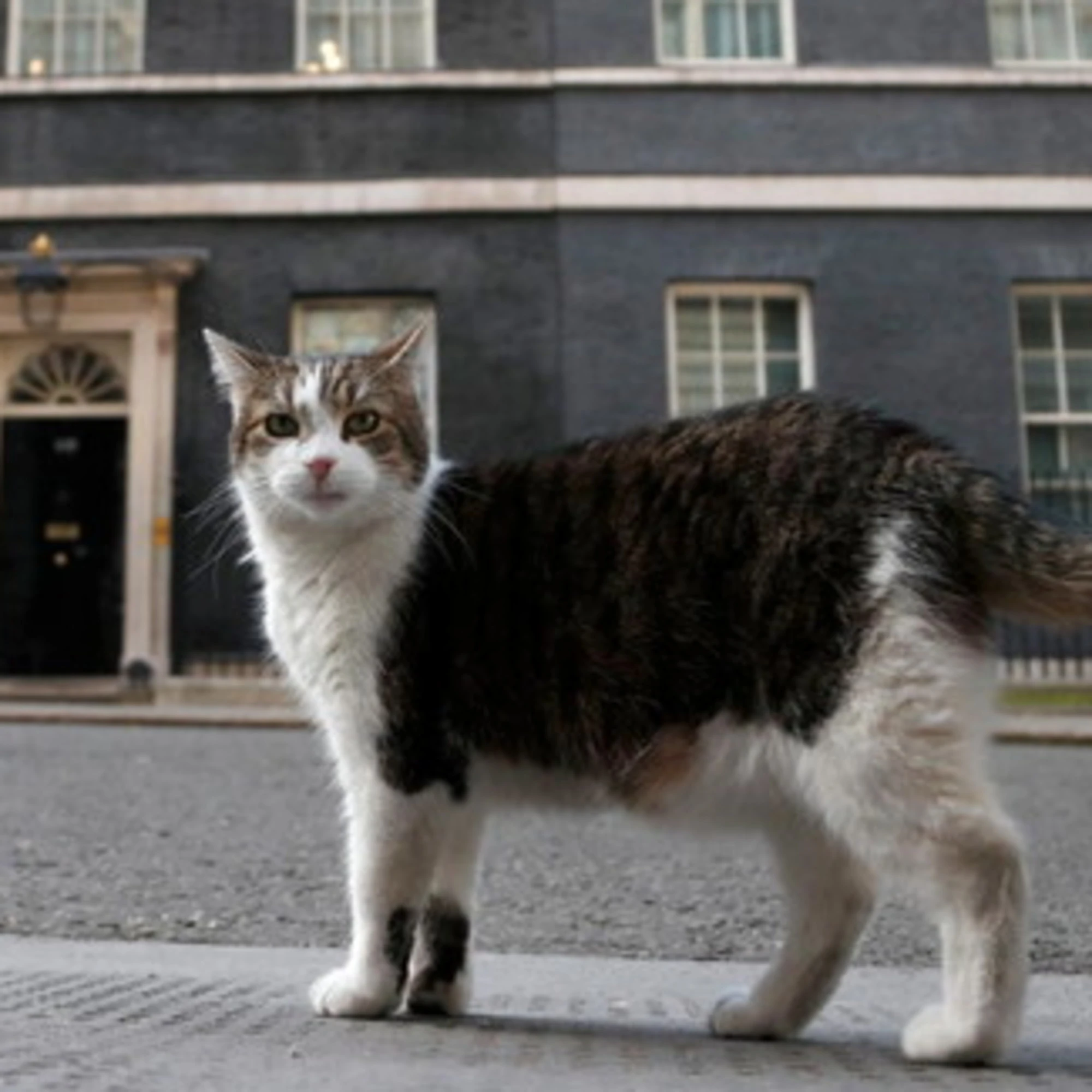 Larry il gatto, l'unico a resistere a Downing Street