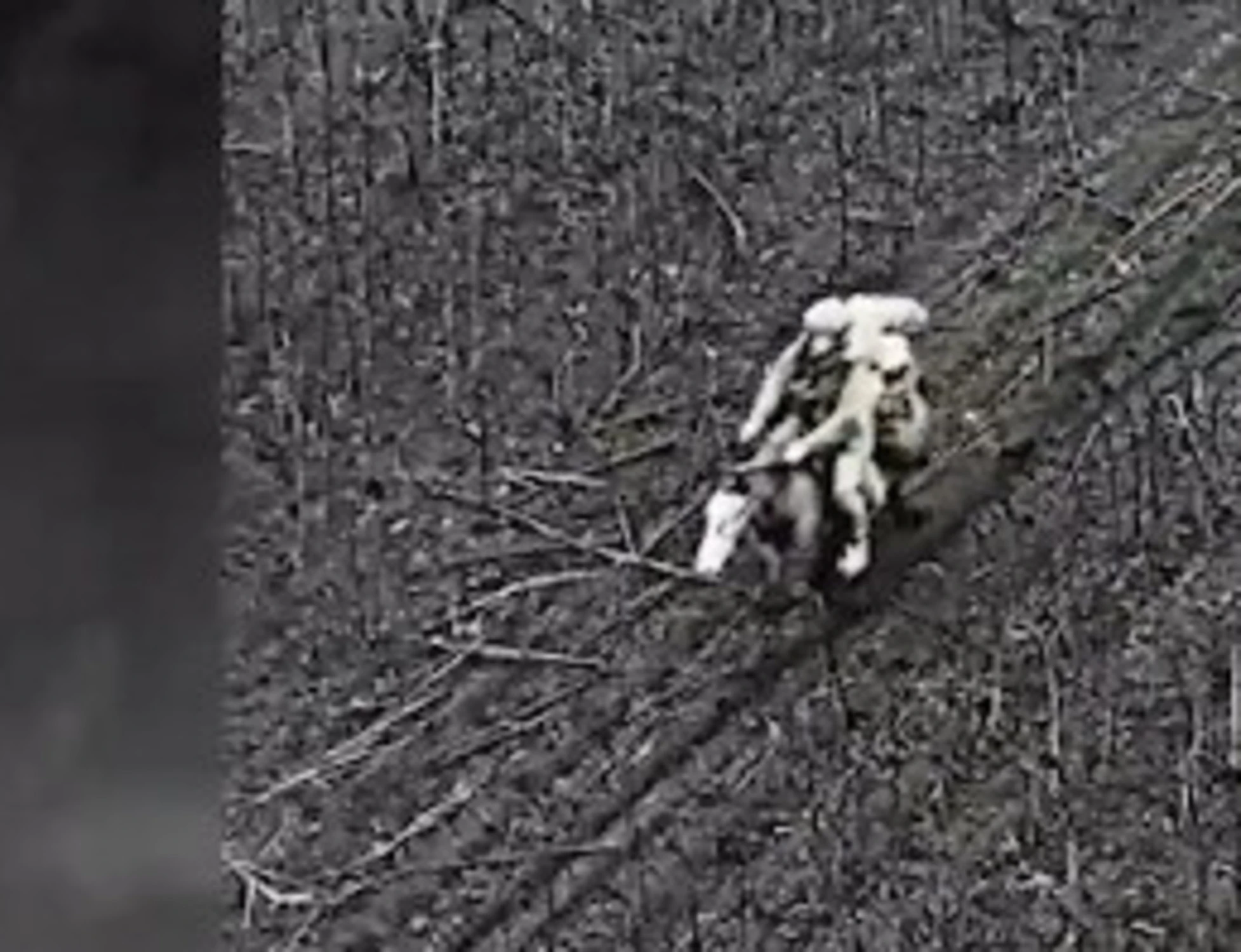 Ucraina, soldati russi a cavallo al fronte: fanno una fine orribile