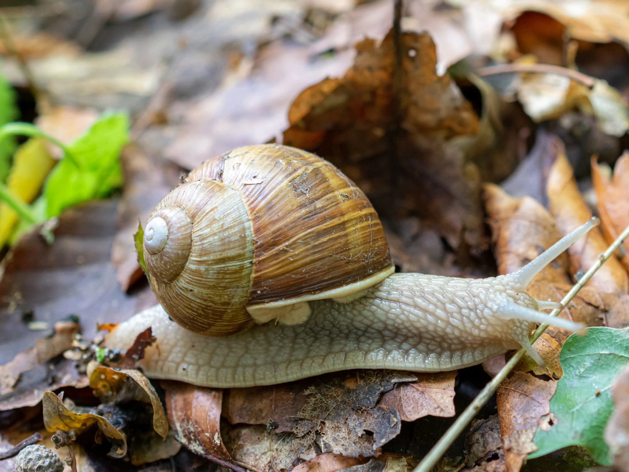 Bava di lumanca da rimedio antico a nuova frontiera tra salute ed innovazione 