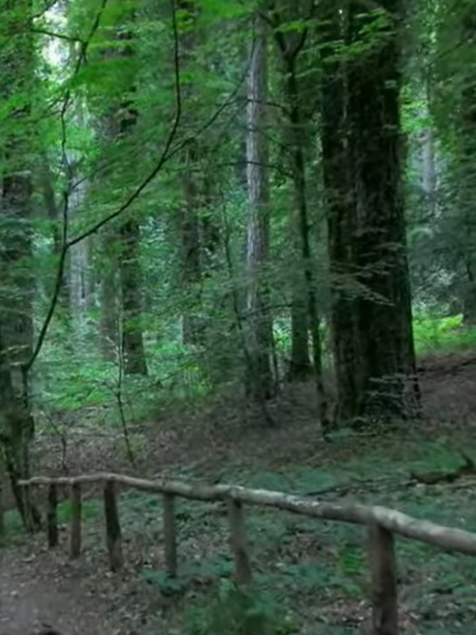 "Gli alberi? Migranti climatici, aiutiamoli a fuggire": l'ultima frontiera del delirio