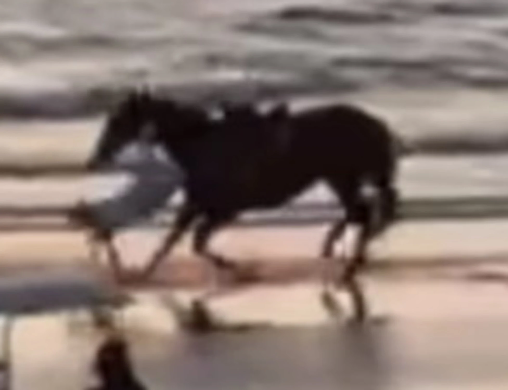Belen Rodriguez, "ho fatto un volo": brutta caduta da cavallo, il video