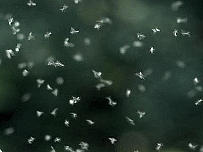 Allo studio un sistema di propulsione 'green' ispirato al mondo degli insetti