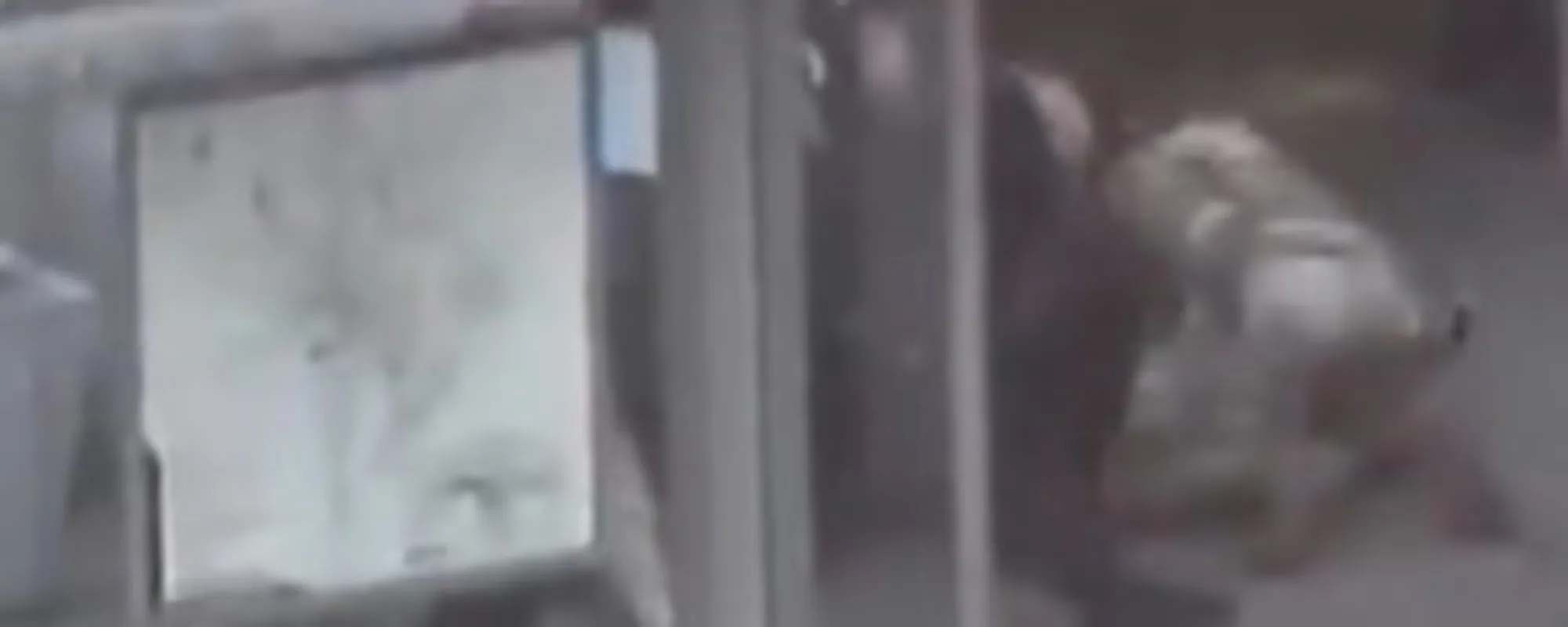 Ecco chi ha sparato. Usa choc, furia Trump: "Colpa di Biden. ora..."