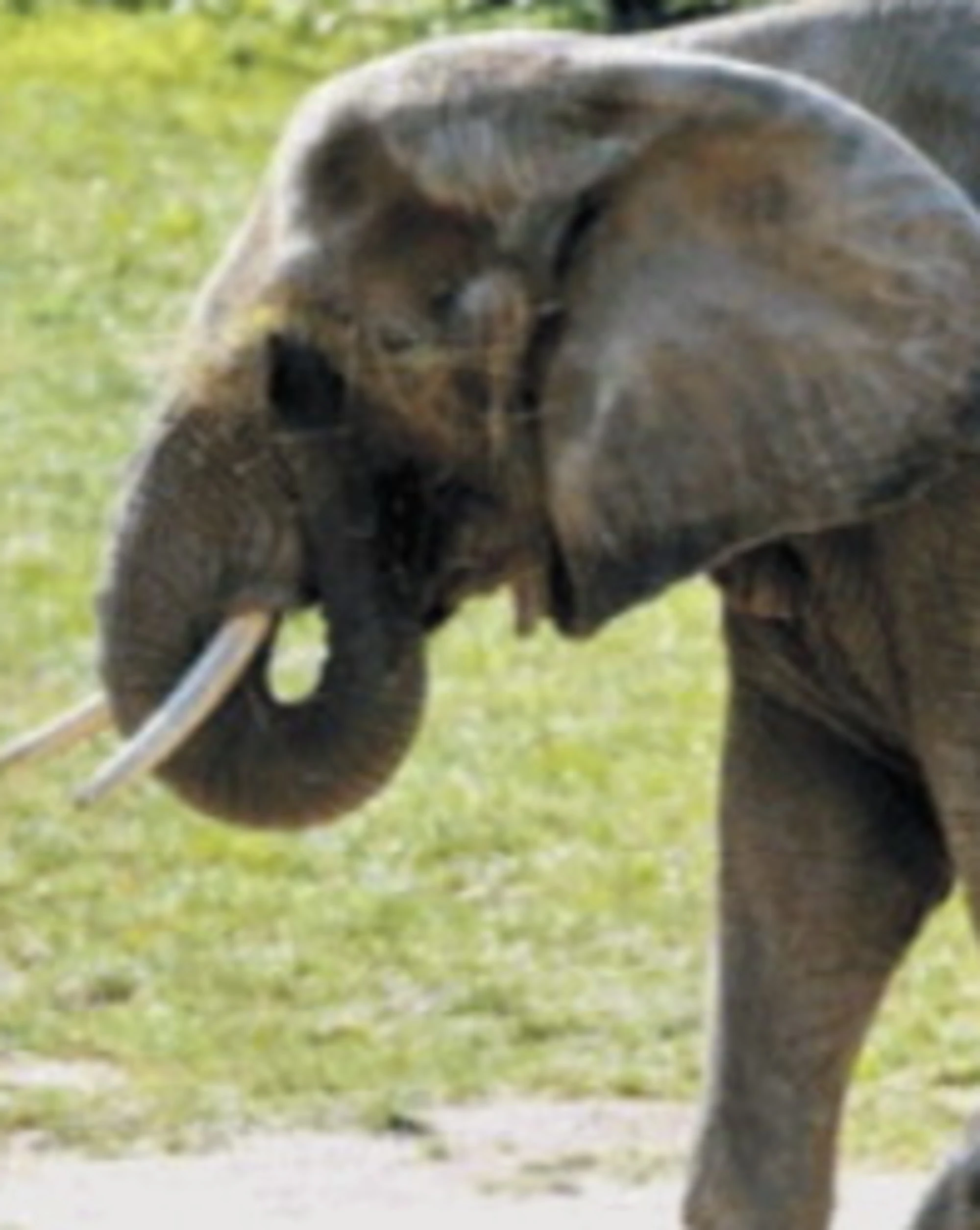 Elefanti, cicale, delfini e farfalle: la felicità si impara dagli animali