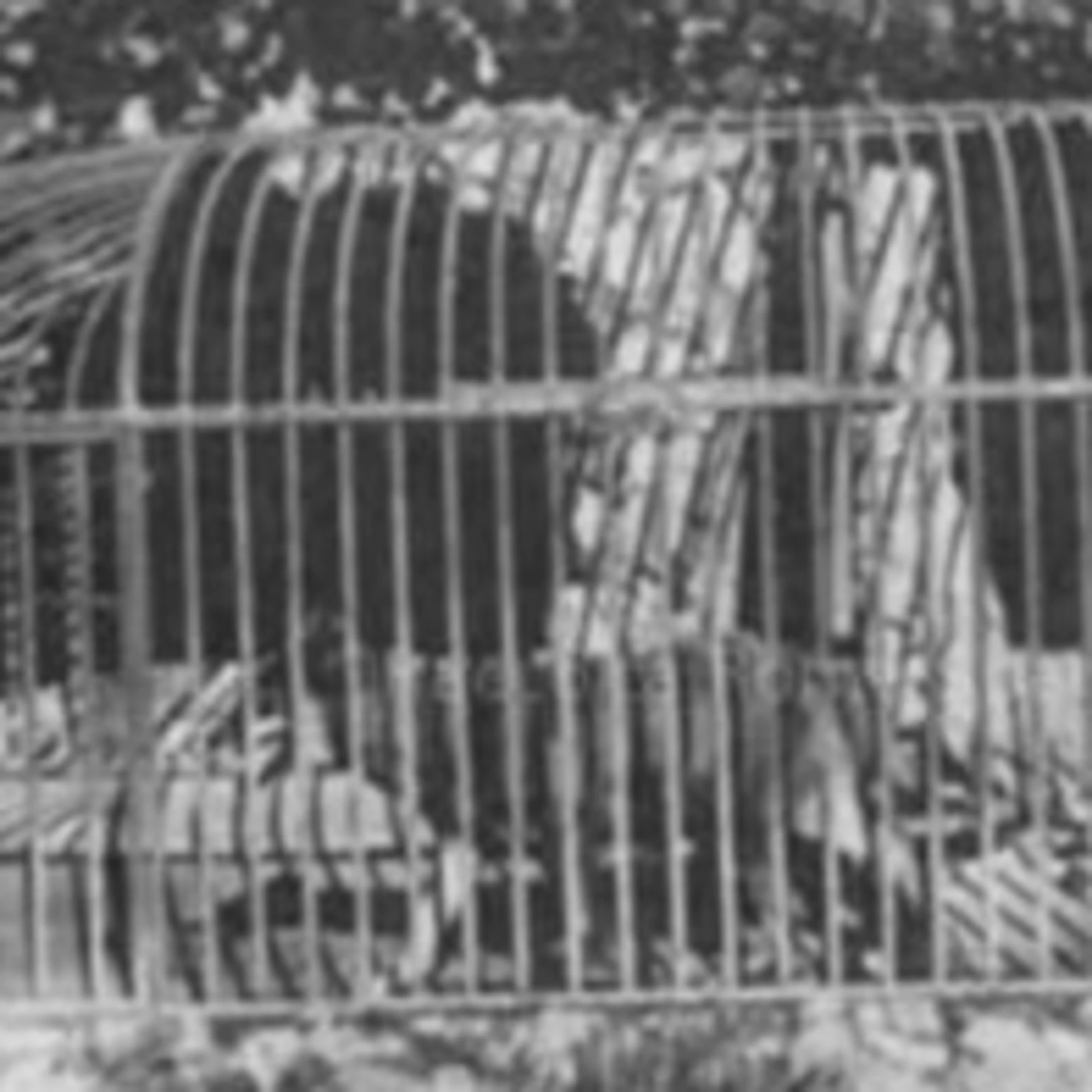 La lupa e l'aquila prigioniere al Campidoglio