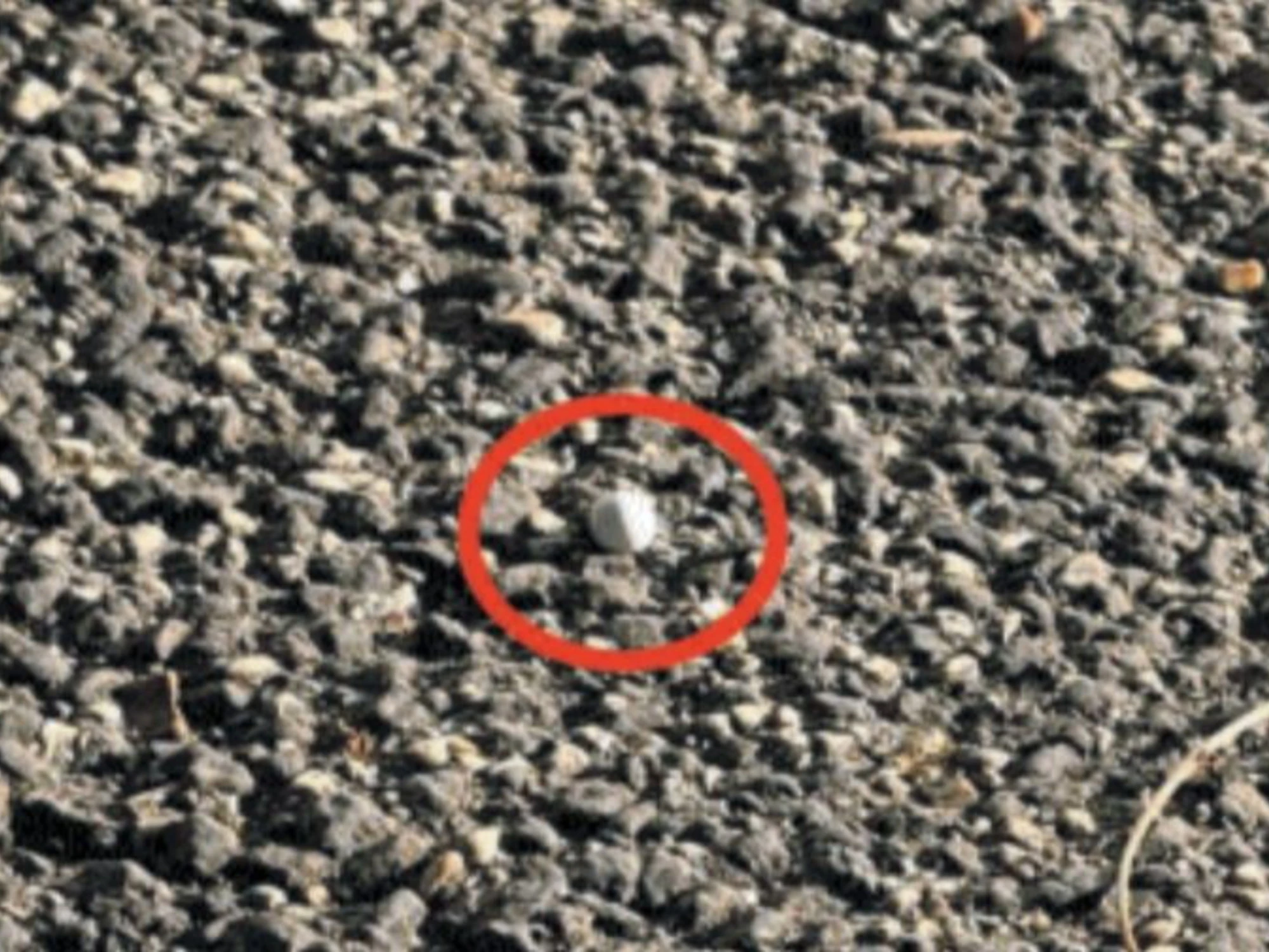 Casco integrale e giubbotto militare: caccia all'uomo del 25 aprile